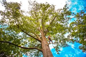 Best Tree Trimming and Pruning  in Reno, NV