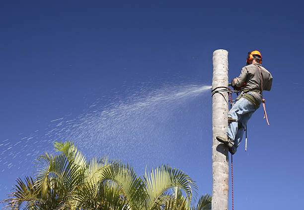 Best Root Management and Removal  in Reno, NV