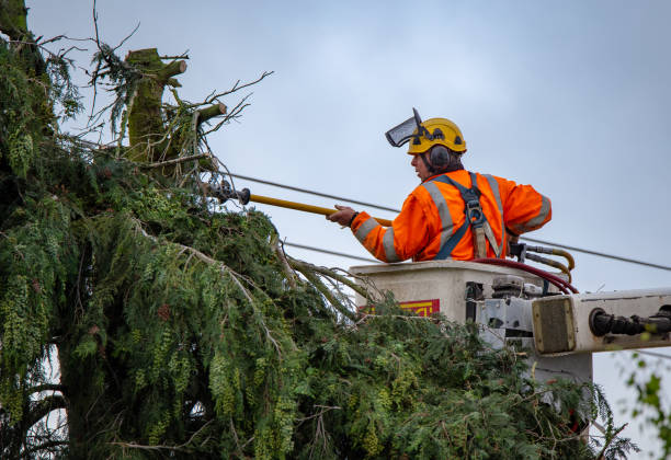 Best Tree Preservation Services  in Reno, NV