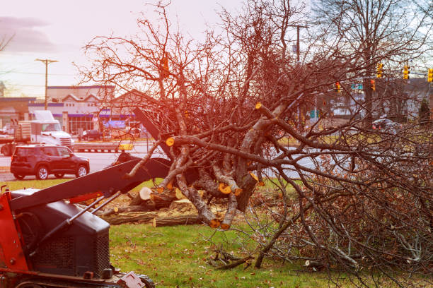 Best Hedge Trimming  in Reno, NV