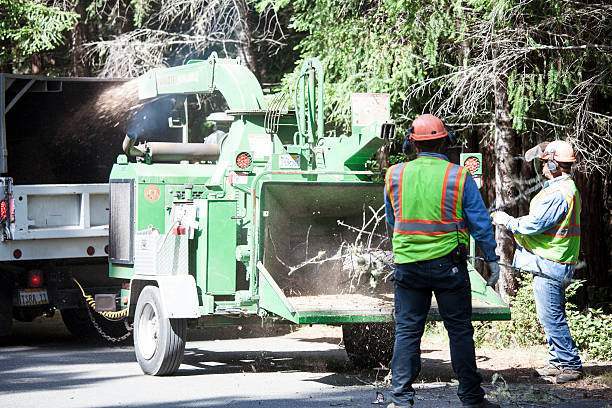 Best Weed Control  in Reno, NV